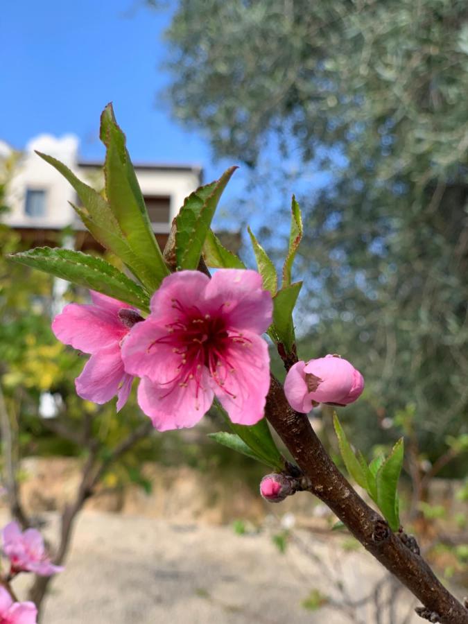 Beach Villa Gladiolus เนโอโชริโอ ภายนอก รูปภาพ